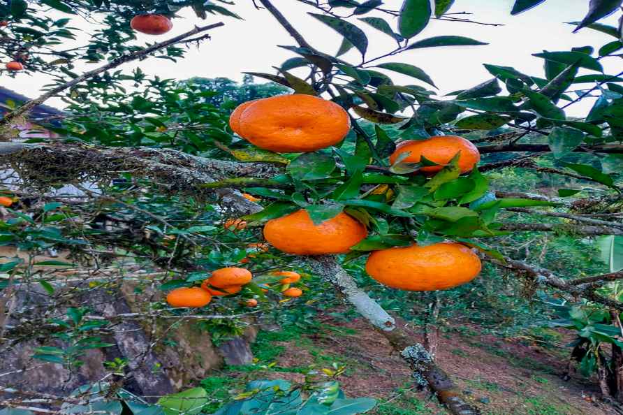 Orange orchard in Aalo