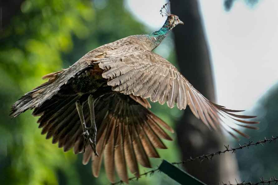 Standalone: A Peahen flies over a fence