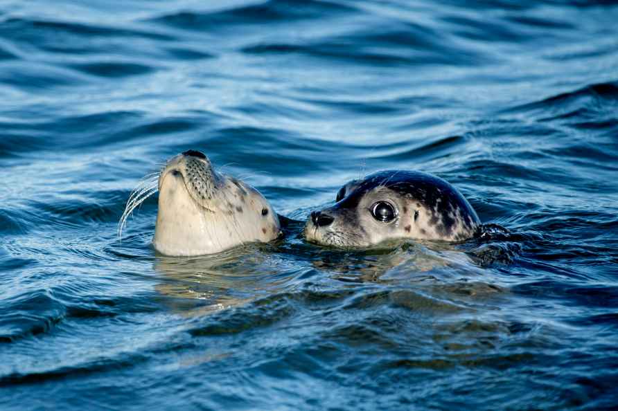 Two seals swim in the North Sea