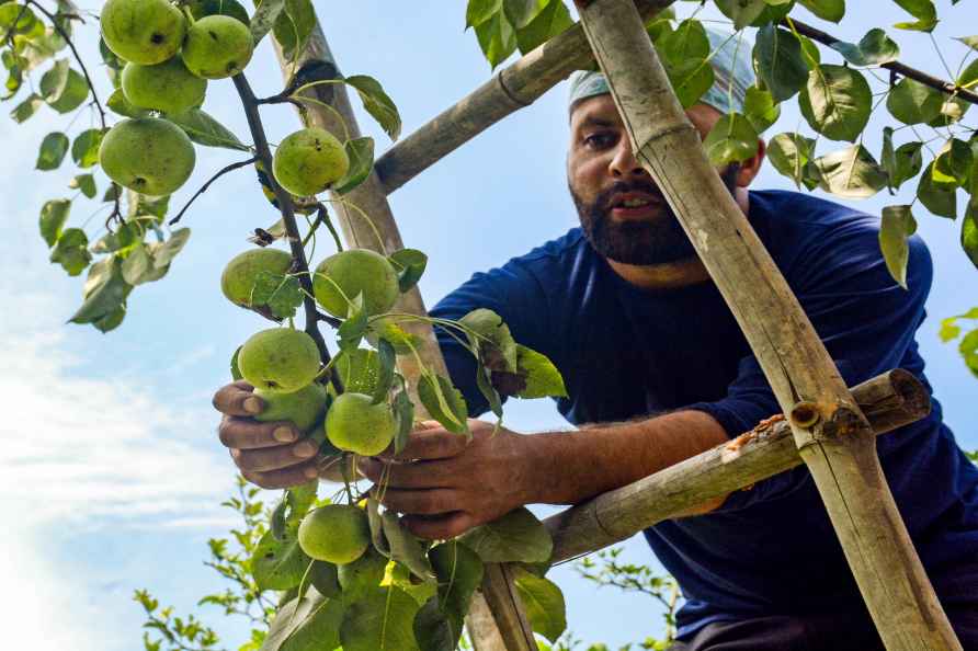 Pear harvesting in Srinagar