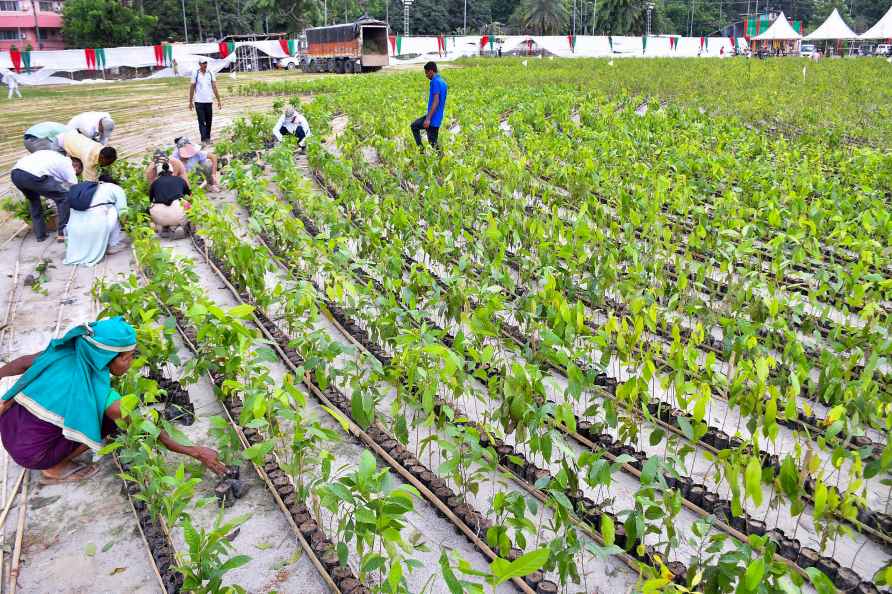 Guwahati saplings world record attempt