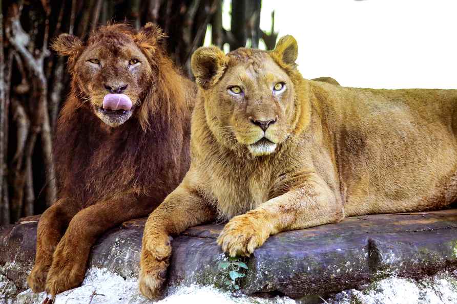 Lion and lioness at TATA Steel Zoological Park