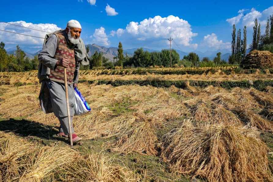 Standalone: Mushk Budji rice in Kashmir