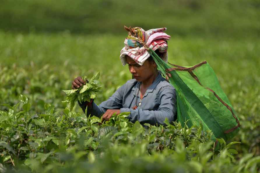 Agriculture: Tea plantation in Nagaon