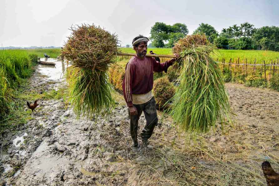 Standalone: Farmer carries fodder