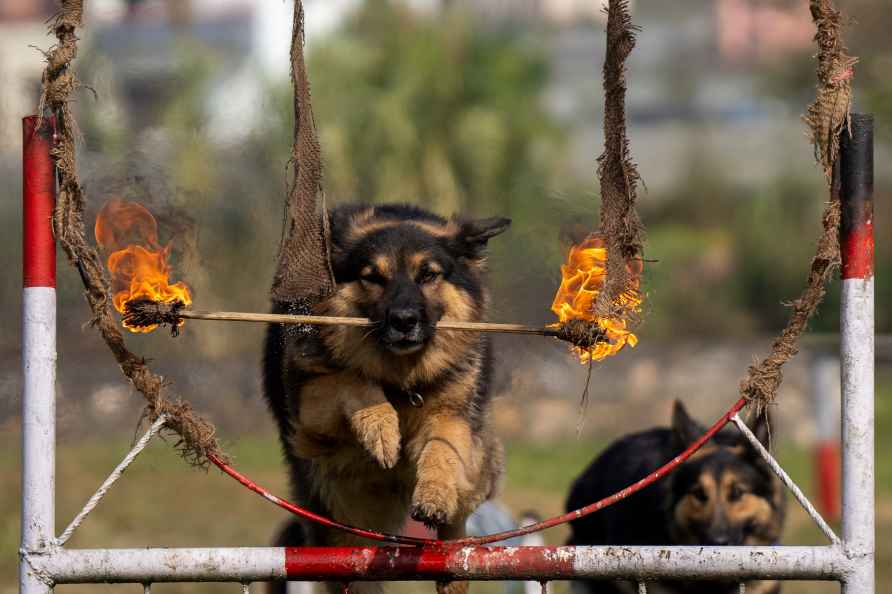 Kukkur Tihar festival