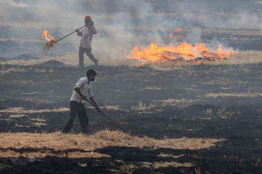 Farmers burn paddy stubbles