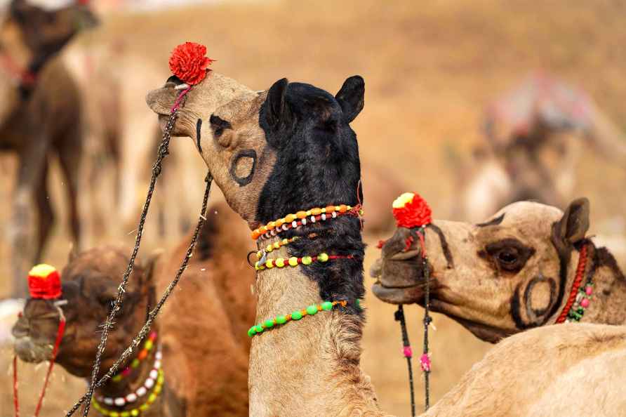 Pushkar: Camels at the Pushkar camel fair in Pushkar, Ajmer, Thursday...