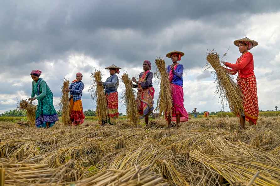 Standalone: Stacked paddy straws in field