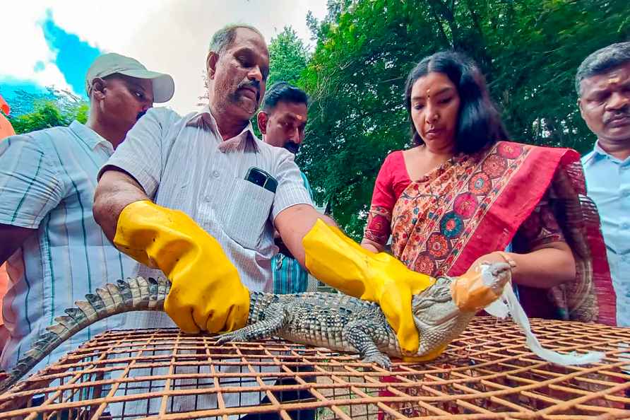 Baby crocodile rescued in Puducherry