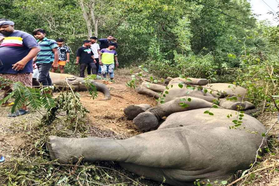 Elephant carcass found in East Singhbhum