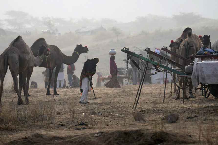 Pushkar: Camels at the annual Pushkar Fair, in Pushkar, Saturday...