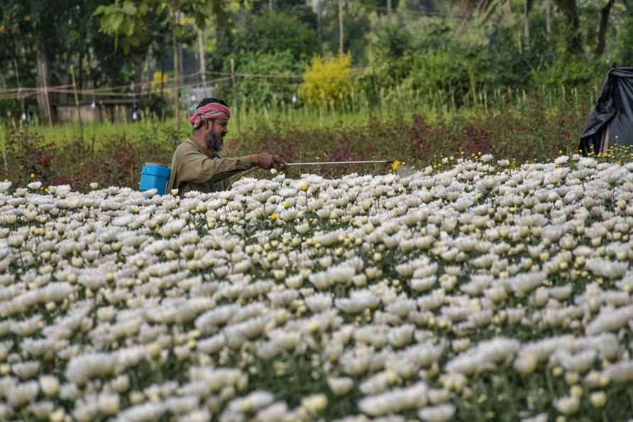 Agriculture: Spray of insecticide on Chrysanthemum