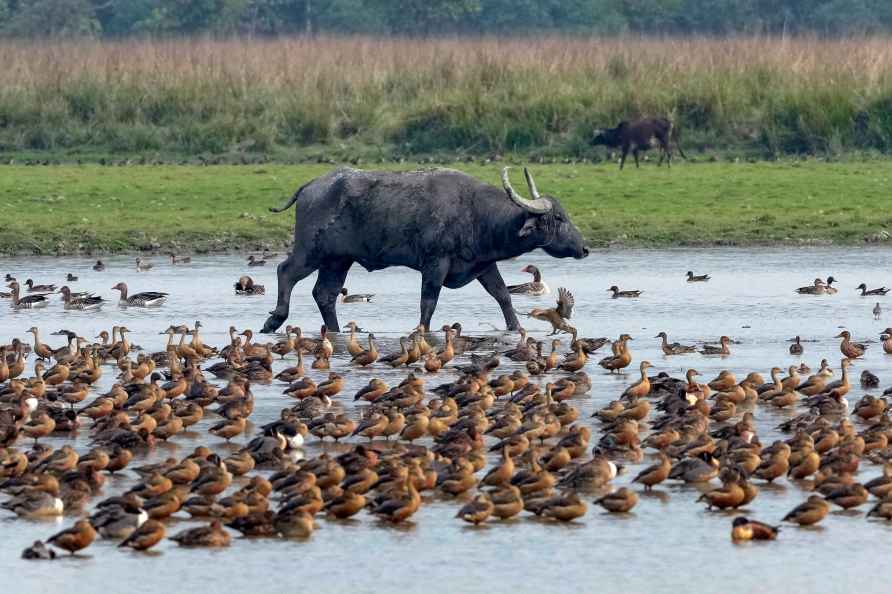 Migratory birds at Pobitora Wildlife Sanctuary