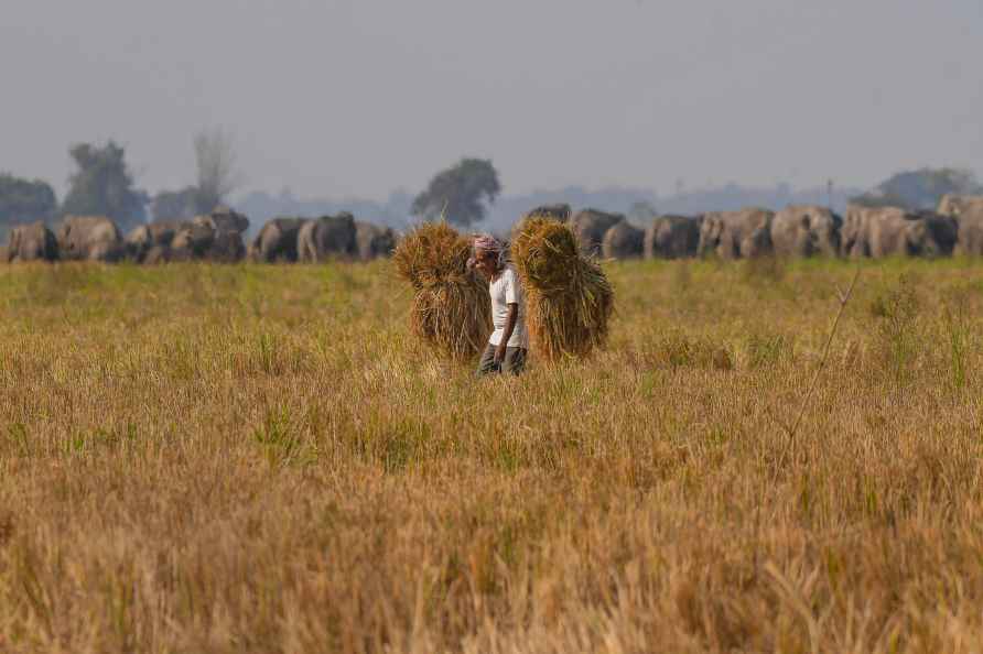 Standalone: Wild Elephants in rice field