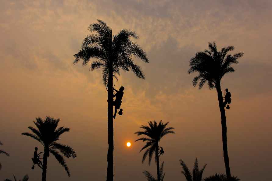 Standalone: Date palm tree tapper