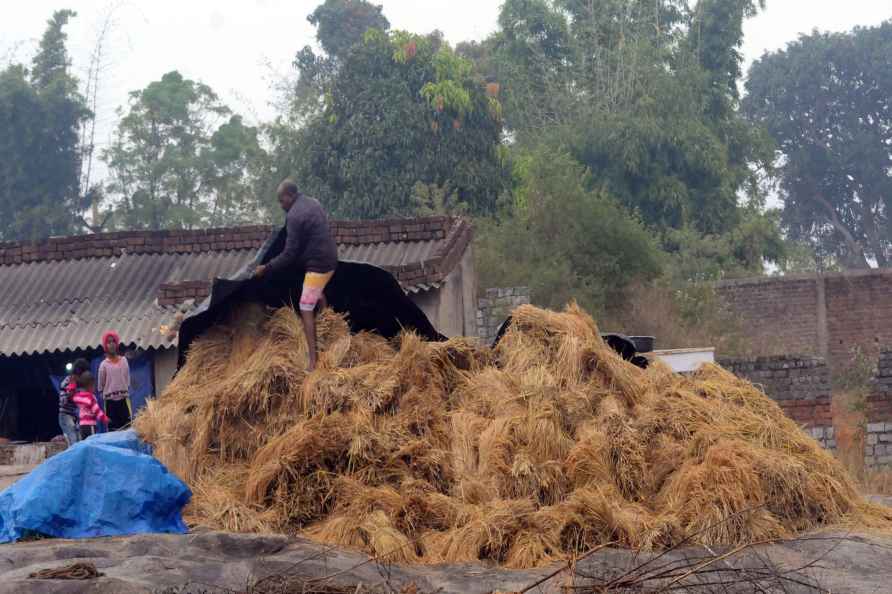 Ranchi: A farmer covers harvested rice crop in view of Cyclone Michaung...