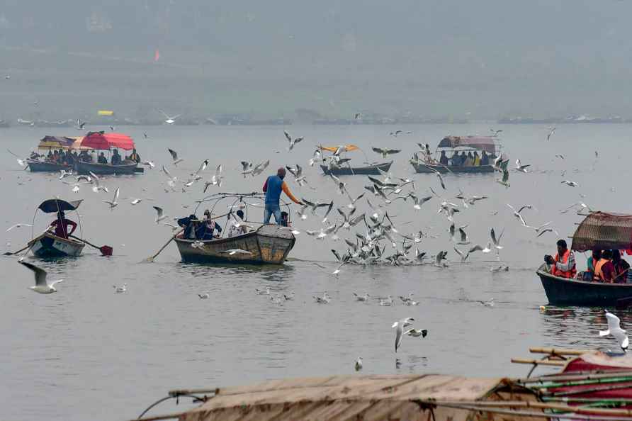 Standalone: Siberian gulls in Prayagraj