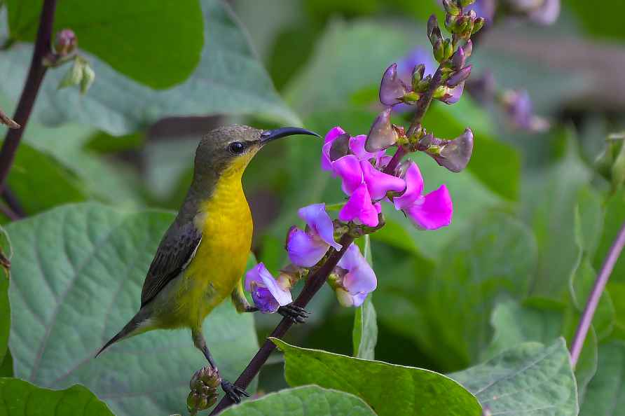 Olive-backed sunbird in Assam