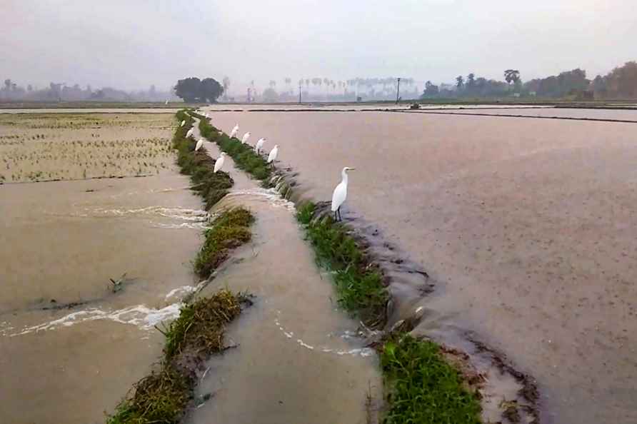 Weather: Rain in Tirunelveli