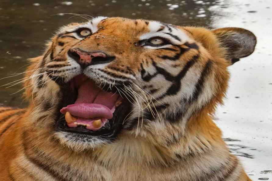 Royal Bengal tiger at Delhi Zoo