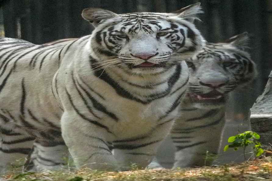 White tigers at Delhi Zoo