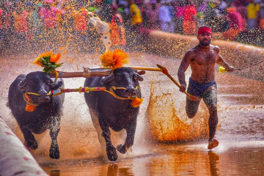 Buffalo race in Mangaluru