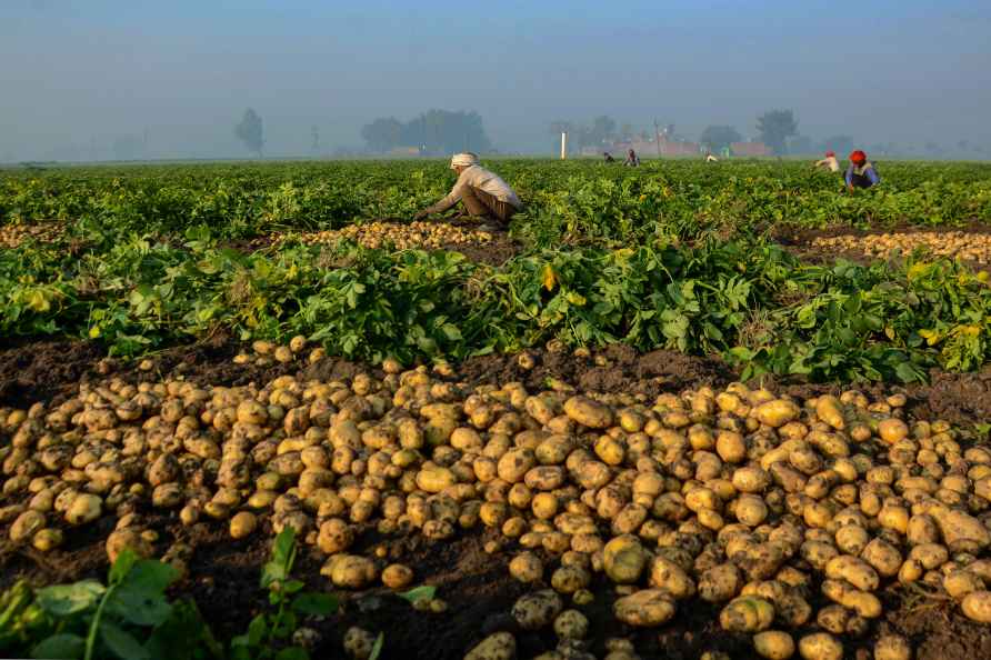 Potato harvesting in Amritsar