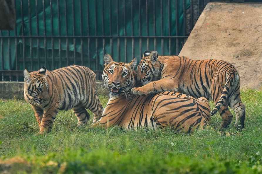 Tiger cubs released at Delhi Zoo