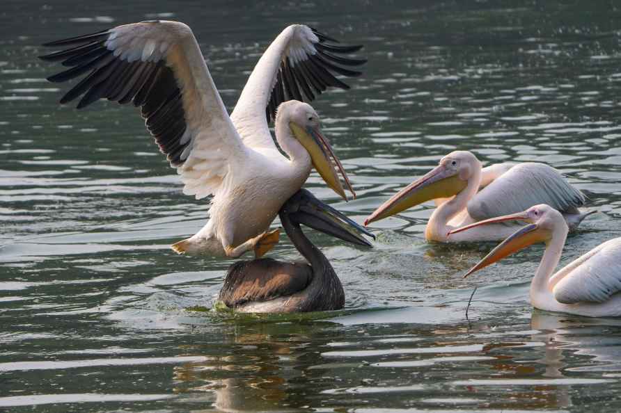 Pelicans at Delhi Zoo