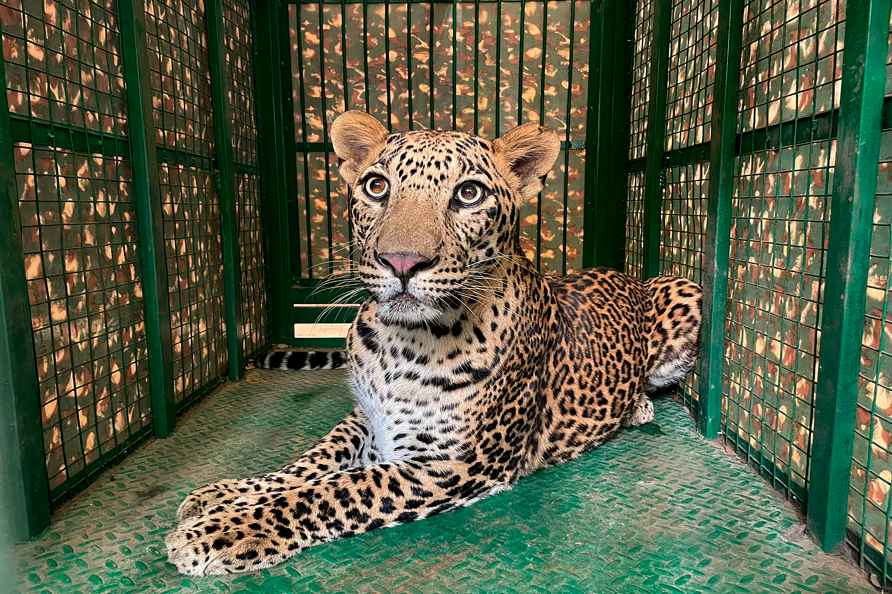 Leopard enters residential area in Pimpri Chincwhad