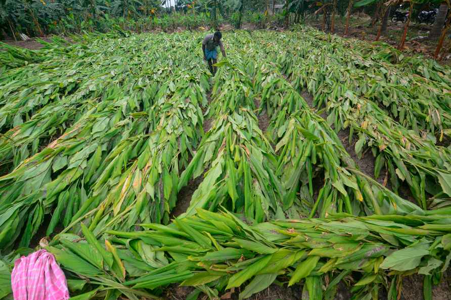 Flood hit turmeric field