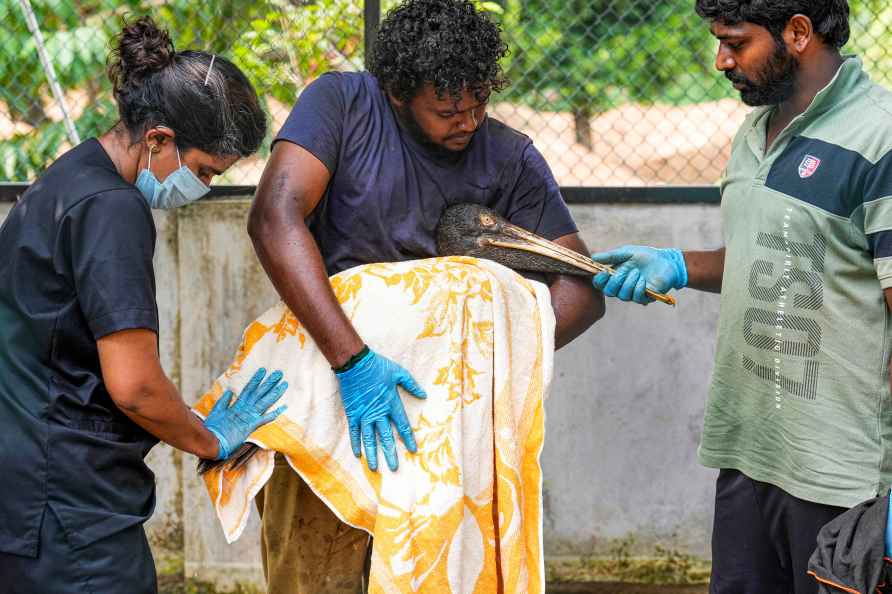 Oil spill-hit pelican receives treatment