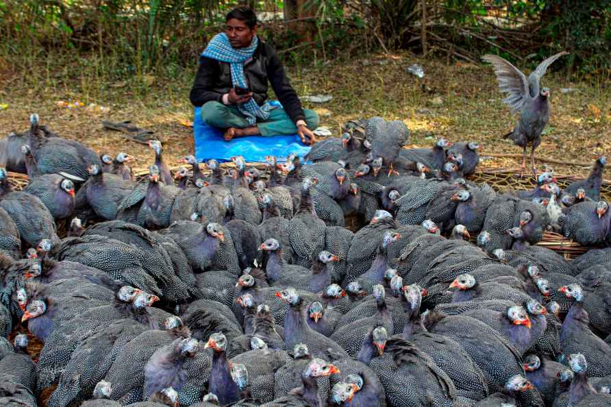 Standalone: Guineafowls in Bastar