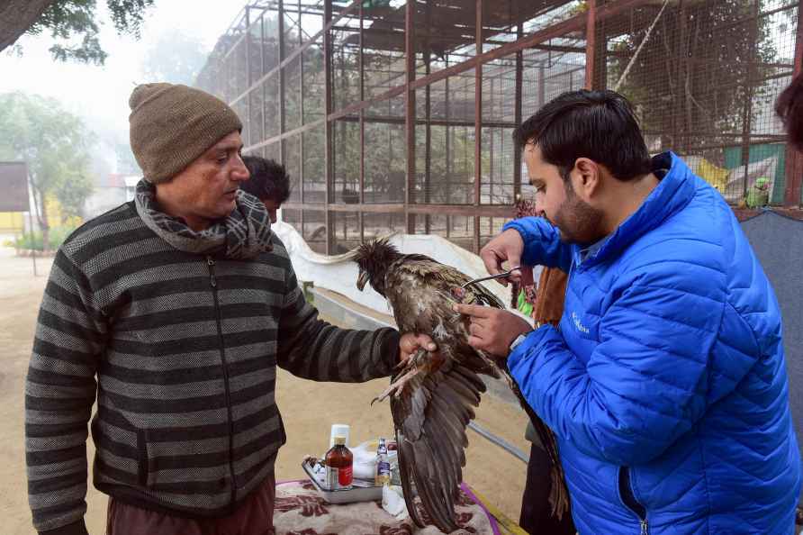 Bird injured from kite string