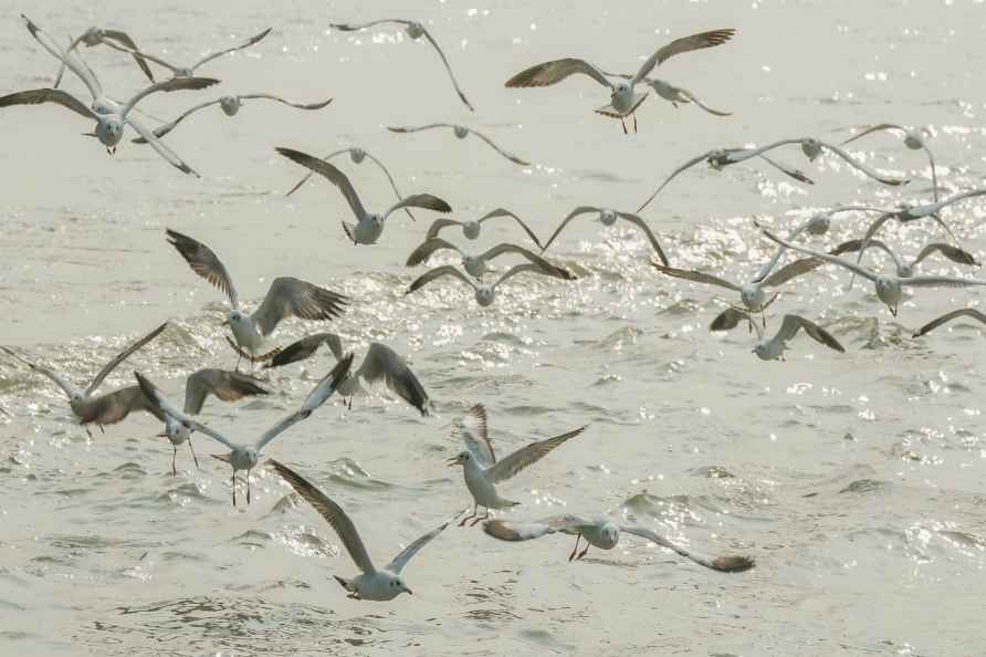 Standalone: Seagulls in South 24 Parganas