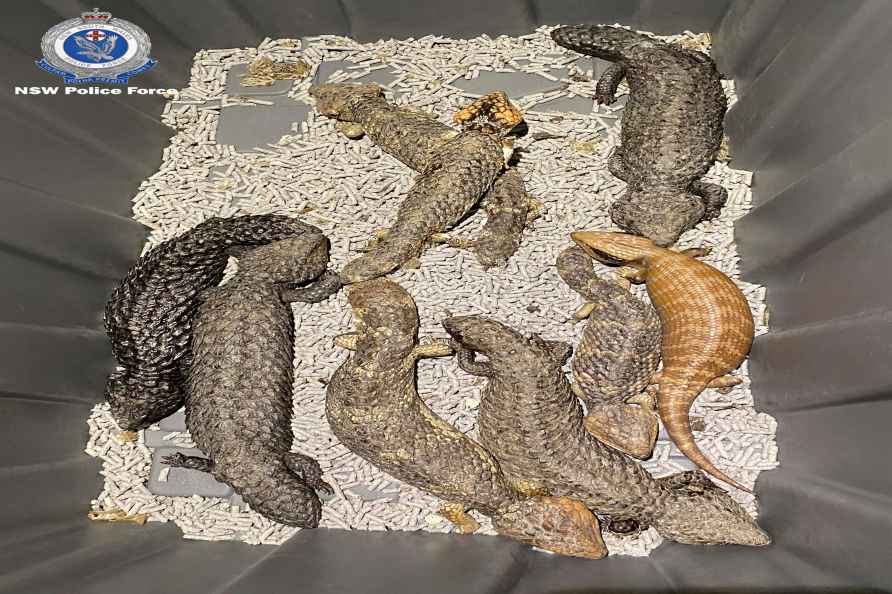 Australian lizards confiscated from smugglers