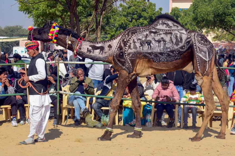 Bikaner: A camel performs during the 3-day camel festival, in Bikaner...