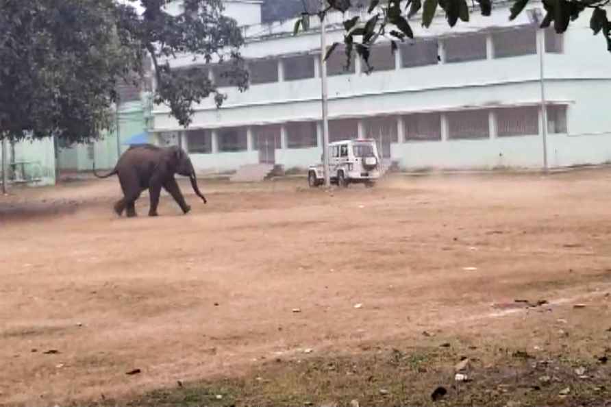 Wild tusker enters Baripada town