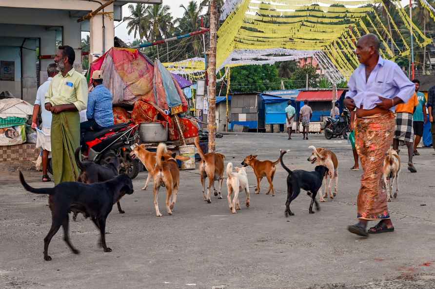 Stray dogs at the Vizhinjam fish market