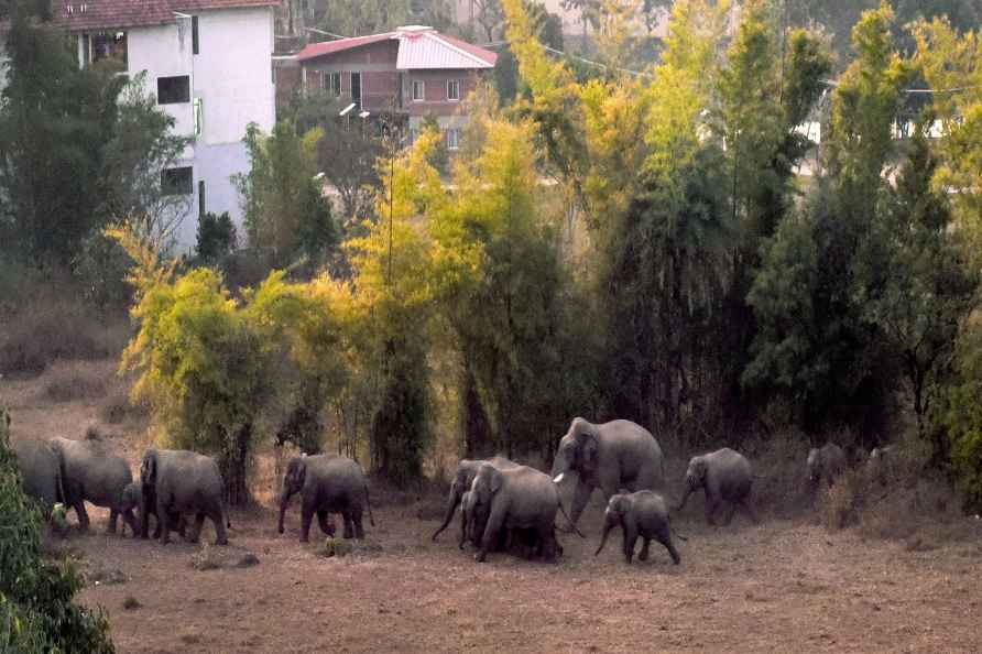 Wild elephants in farm land