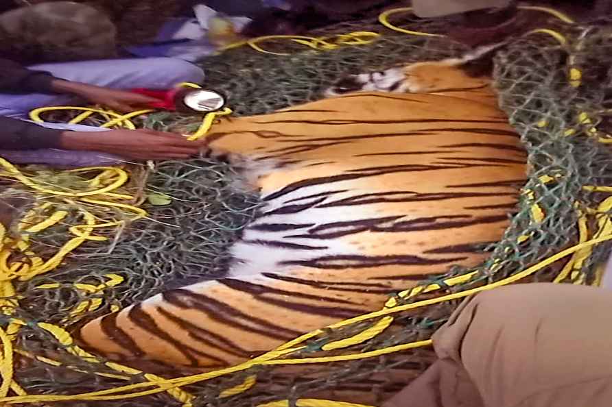 Speeding car knocks dead tiger in Mysuru