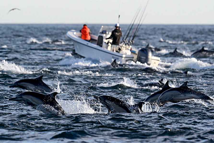 Dolphins in San Diego