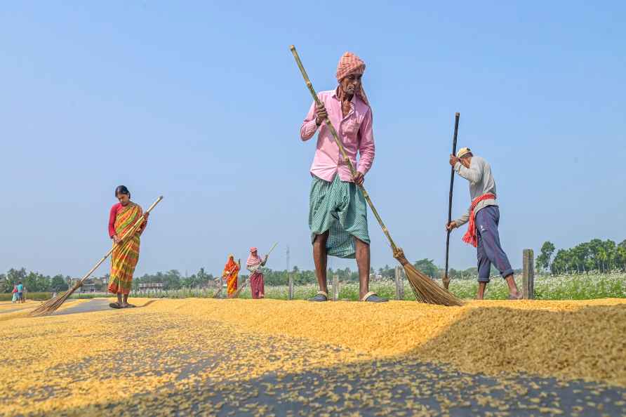 Standalone: Rice farming in Nadia