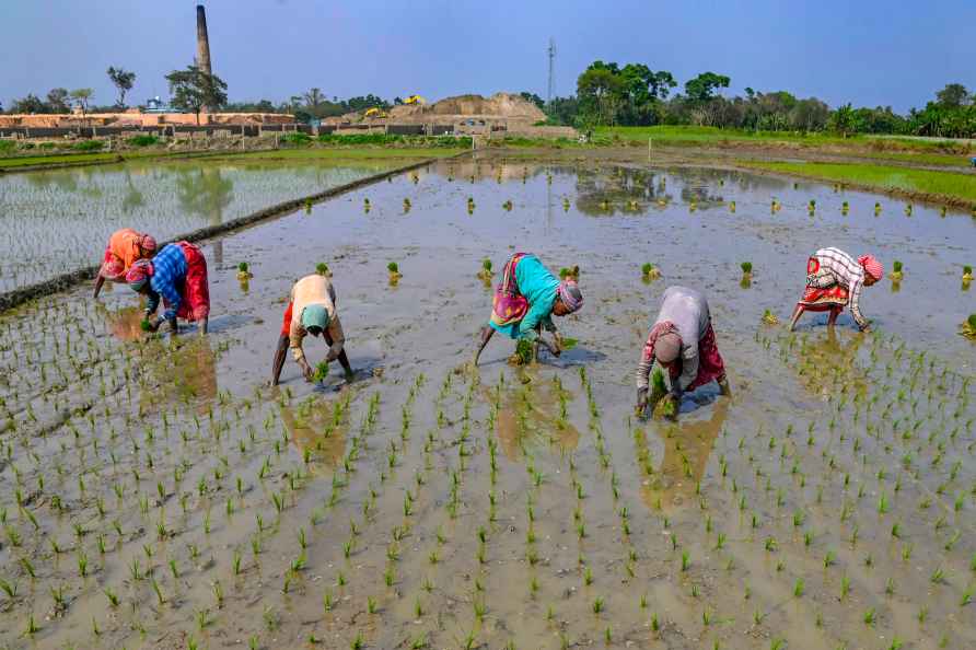 Agriculture: Paddy plantation in Nadia