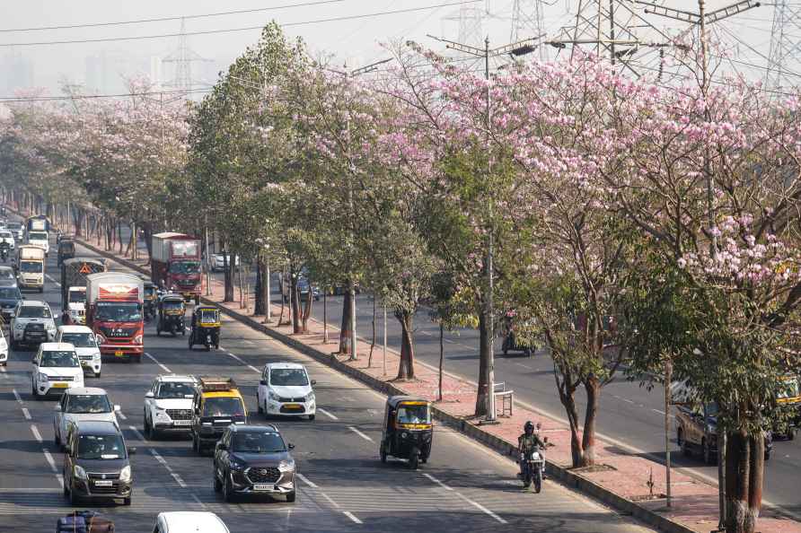 Pink trumpet bloom in Mumbai