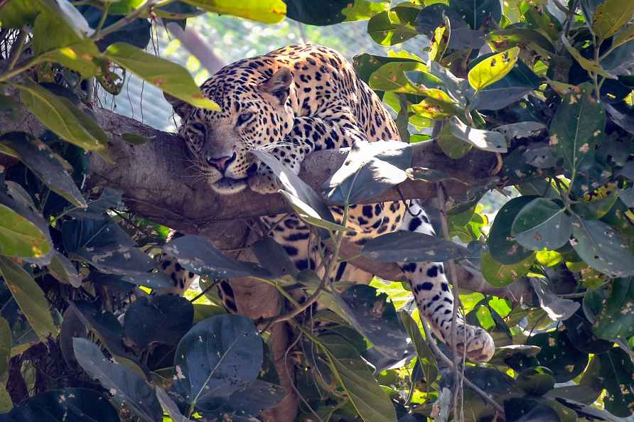 Leopord at Sarthana Nature Park and Zoo