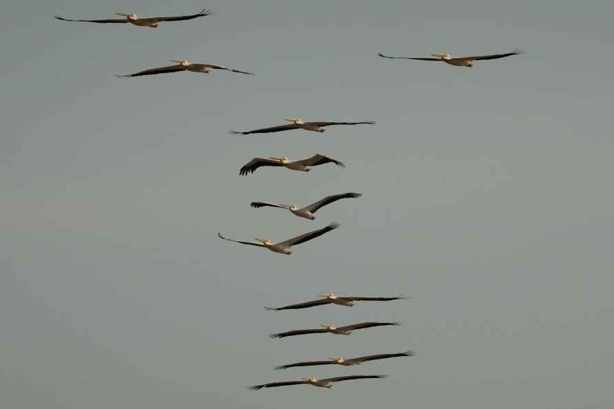 Rajkot: Birds fly above the Niranjan Shah Stadium, in Rajkot, Saturday...