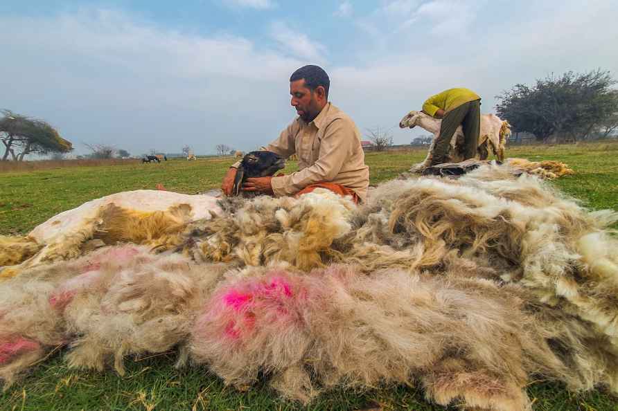 Sheep shearing at Shambhu Border