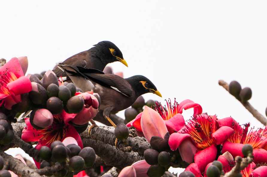 Bird on red-silk cotton tree